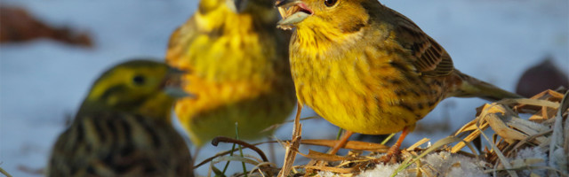 Fotolugu: hulgulinnud talvikesed