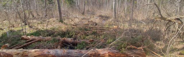 Hiiumaa koletu metsaraie põhjus: mindi lihtsalt otsemat teed