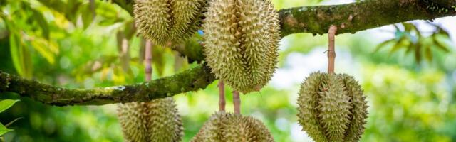 Oled proovinud? Durian on hirmsalt haisev, kuid tõeliselt maitsev vili