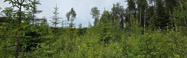 Looduslik sidumine ei korva suurt fossiilse süsiniku heidet