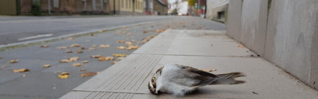 Miks ja kuidas me tapame loomi?