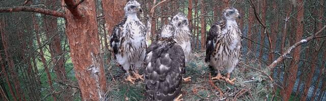 Tartu kanakullide elust saab taas kaamera vahendusel osa võtta