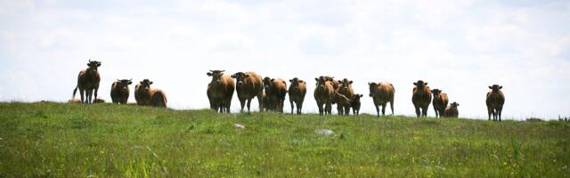 Toetus aitab tõsta tarbijate teadlikkust toidukvaliteedikavadest