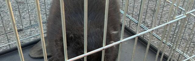 FOTOD | Koerus sattus tehase hoovi kobras, Kuivastu sadama lähistel uppus põder