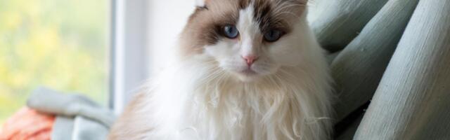 Kassi värv räägib tema maagilisest jõust ja sellest, kuidas ta sind kaitseb