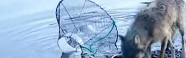 VIDEO: hunt püüab püünisega kala