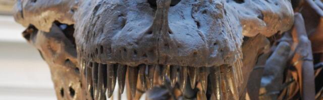 Kas inimesed saaksid dinosauruste liha süüa? Teadlased selgitasid, milline oli selle maitse