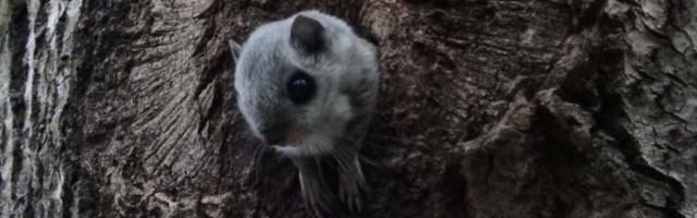 Intervjuu zooloogiga: keegi ei osanud ette näha, et šaakal ja metslemming võiksid kuskil kohtuda ja et selleks kohaks on just Eesti