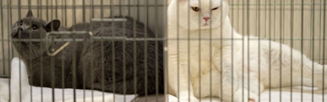 Panama vanglas tabati narkootikume smugeldanud kass