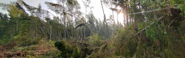 FOTOD | Augustitorm kahjustas oluliselt ka metsasid Nursipalu harjutusväljal
