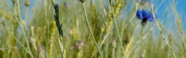 Päevahoroskoop : laupäev, 24. veebruar