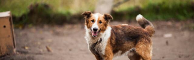 Koerte ketispidamise keelustamine läks kooskõlastusringile