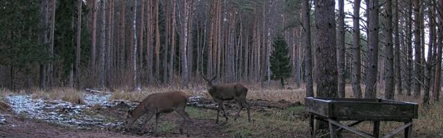 RMK hirvekaamera on tagasi: jälle saab reaalajas jälgida Saaremaa punahirvede tegemisi
