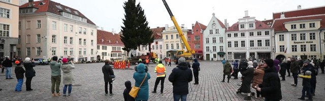 Reporter: Tallinna Raekoja platsil pandi taas püsti jõulukuusk