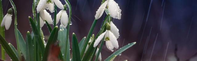 Kevade saabumise puhul uued e-kaardid Pistikus