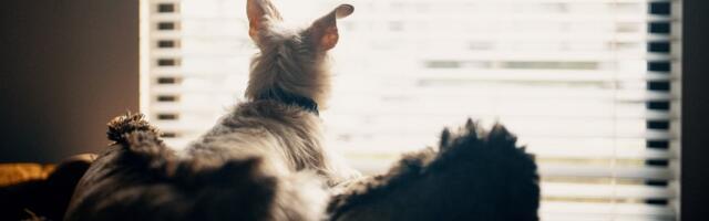 Eestimaa Loomakaitse Liit ja Viljandi vald on koer „Karu“ juhtumit puudutavad erimeelsused lahendanud ning alustatakse ühist koostööd loomade abistamiseks