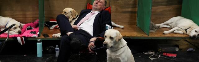 Mida on ühist inimestel ja labradoridel? Meil on ühine ülesöömise geen