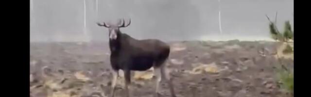 VIDEO | Pärnumaal kohtus liikleja uhke põdrapulliga