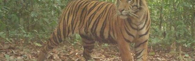 Rajakaamerad aitasid avastada ohustatud sumatra tiigri elujõulise asurkonna