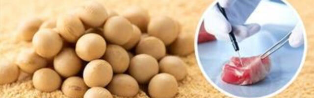 Seaoad – uusim GMO Frankenfood