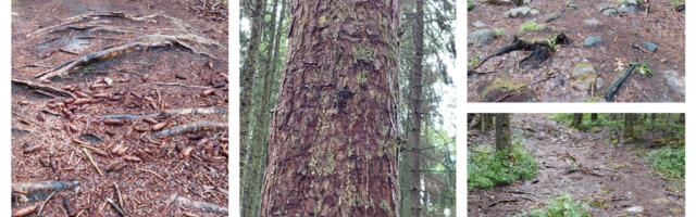 Abivallavanem lubab täiendavad meetmeid looduskeskkonna säilitamiseks ja hoidmiseks Linnakumetsa discgolfi rajal