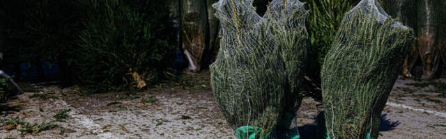 Kuusepuude ostmine müügiplatsidelt muutub üha populaarsemaks