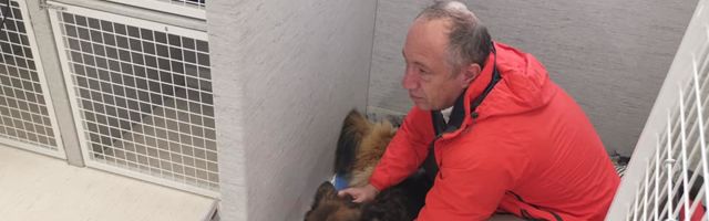 Pildid: Laagna tee avariis raskelt viga saanud koer pääses täna koju