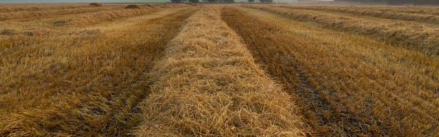 Romet Vaino: lõikuskuu tööd vaimsel viljapõllul