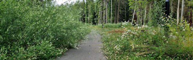 Vallavalitsus ei selgita, miks tellis Tammelaane kinnistutele hindamised