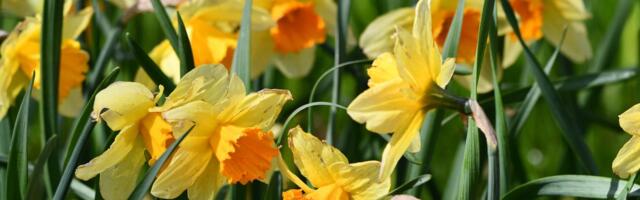 FOTOD | Udeva mõisapark rõõmustab möödujaid pea 10 000 nartsissiga