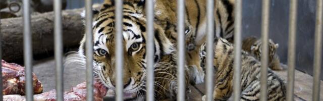 Taani loomaaed küsib soovimatuid lemmikloomi kiskjatele toiduks