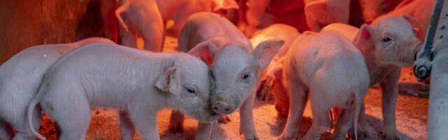 Irja Lutsar: mida kiiremini nakatunud kodusead hävitame, seda kiiremini puhang lõpeb