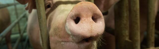 Nurme farmi sead on hakanud katku tõttu surema