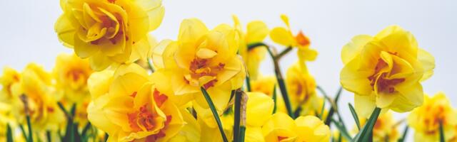 Tartu linnaraamatukogus on avatud nartsissinäitus