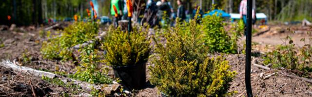 Riigimetsas algab sügisistutus, võimalus kaasa lüüa