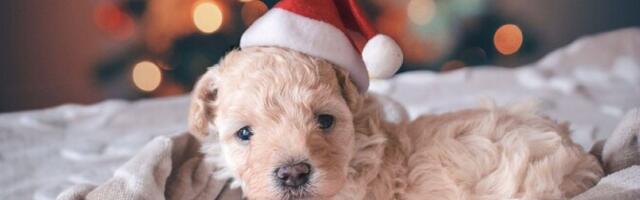 Rasvane pühadetoit võib viia koera nädalaks kliinikusse valuravile