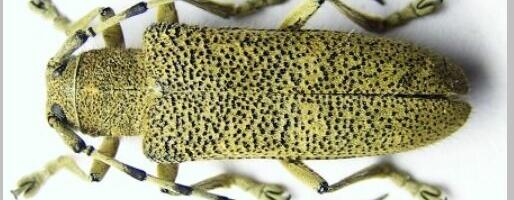 2026. aasta metsaputukas on suur-haavasikk