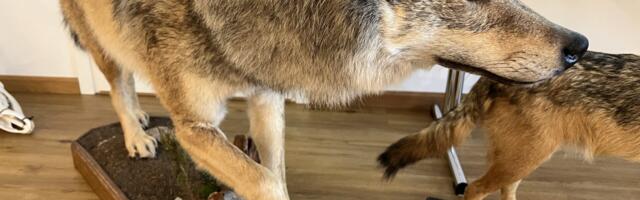 Läänemaa sai juurde kolm hundiluba