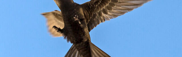 Kliima soojenemine sunnib piiritajat varem pesitsema