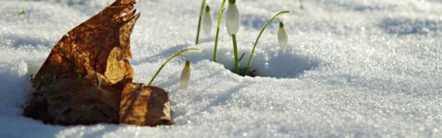 Jaanus Volmre NÄDALA FOTO