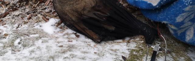 Lõuna päästekeskuse päästjad aitasid lasteaia territooriumile sattunud šaakali metsa tagasi