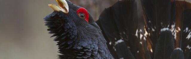 Miks need metsised tegelikult hulluks lähevad?