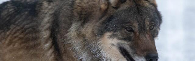 Liigne oht kariloomadele? Euroopa Komisjon tegi ettepaneku muuta huntide rahvusvahelist kaitsestaatust