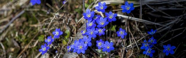 ILMATEADE | Ilm on päikseline ja kuiv, temperatuurid hakkavad vaikselt langema