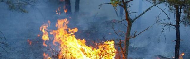 Metsapõleng Mustjõe külas Aegviidu metskonnas