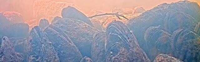 Tööd alustas Eesti esimene ebapärlikarbi kaamera