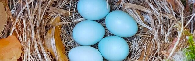 Riigikohus jättis metsatöösturite kaebused raiepiirangute peale rahuldamata