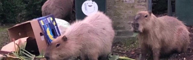 Reporter: Maailma suurimad närilised näksavad isegi koeri ja ajavad inimestele hirmu nahka