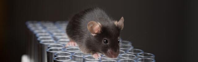 Soome teadlased lõid ninna pihustatava "bioloogilise maski"