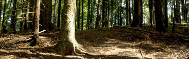 RMK arengukava koostamisel saavad huvilised sõna sekka öelda